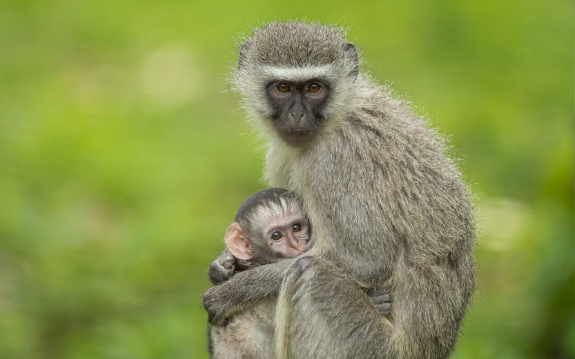 a mother and baby monkey