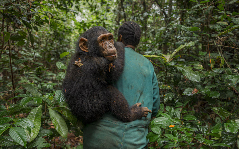 a chimpanzee on the back of a PASA worker