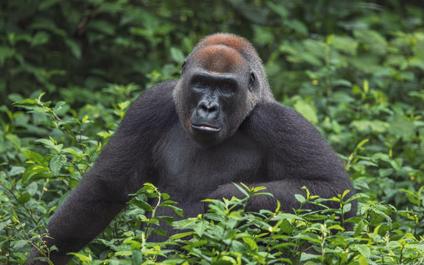a gorilla sitting in leaves
