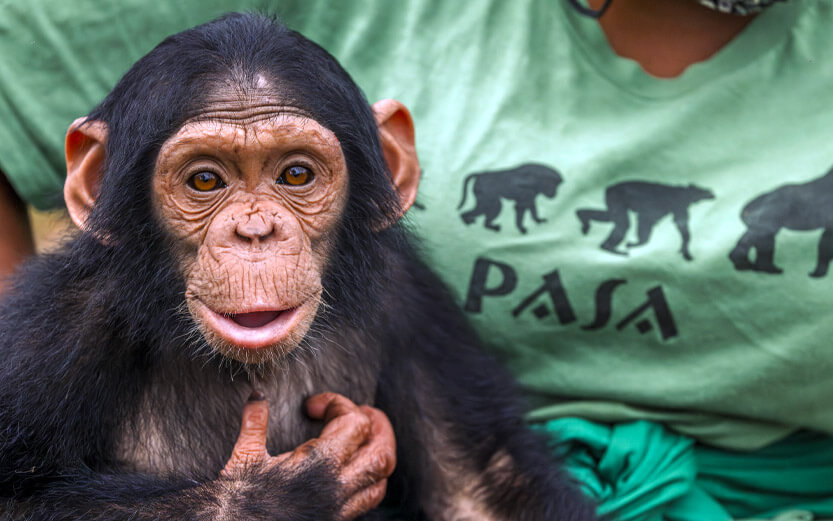 a baby monkey sitting on the lap of a PASA worker wearing a green shirt