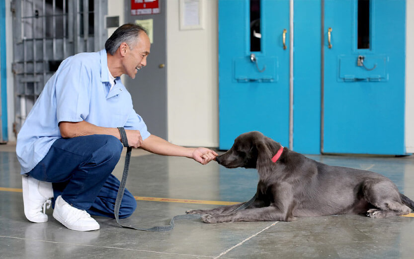 prison service dog trainer giving dog a treat