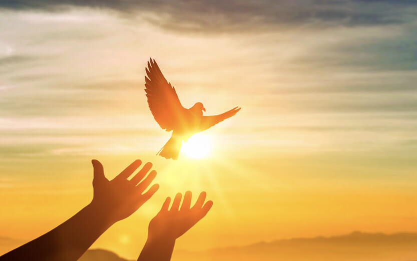 hands releasing a dove at sunset