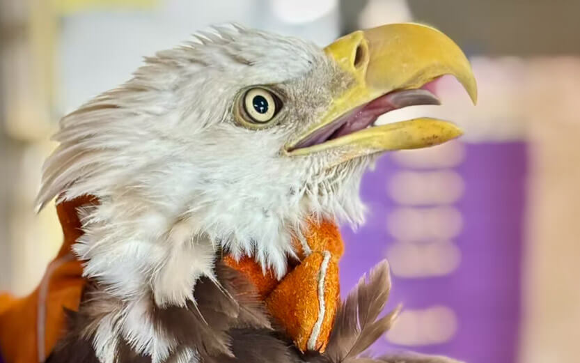 rescued bald eagle being cared for