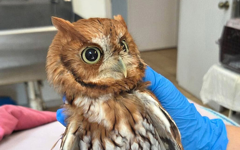 rescued owl being cared for