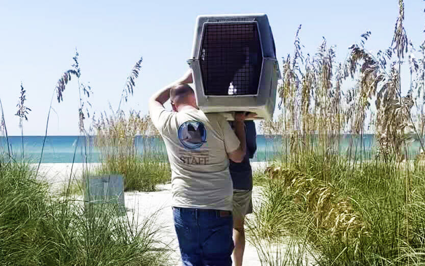 Save Our Seabirds staff carrying rescued bird to the shore for release