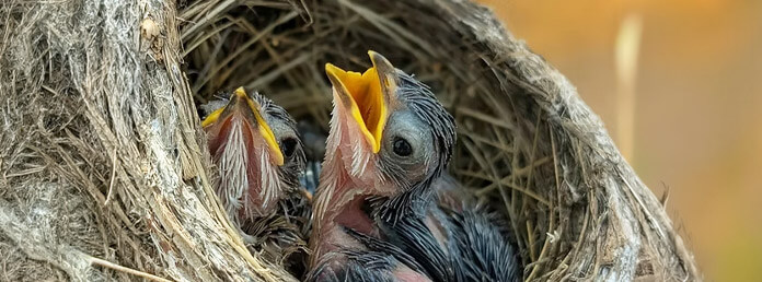 two baby birds in a nest