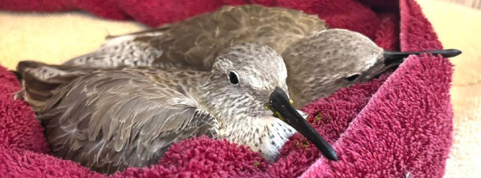 two rescued sea birds nestled in a red towel