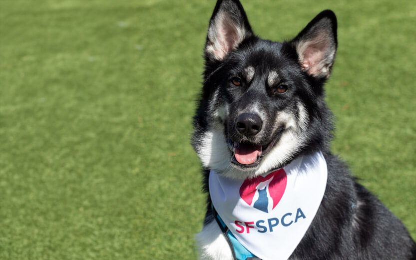 shepherd mix with an SFSPCA scarf around its neck