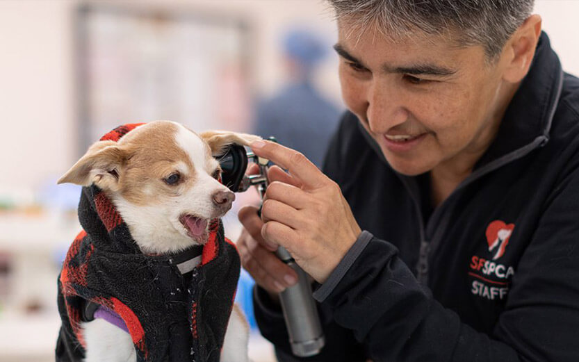SFSPCA vet checking out a chihuahua