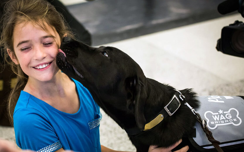 a black Wag Brigade dog licking the face of a young girl