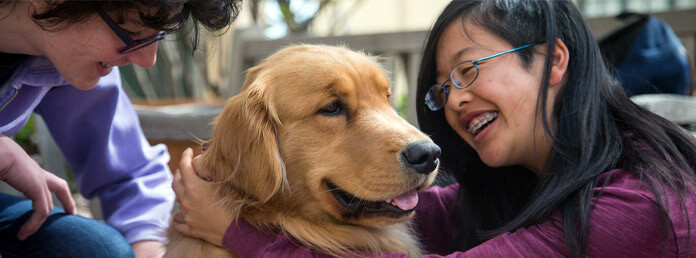 golden retriever community dog with two kids