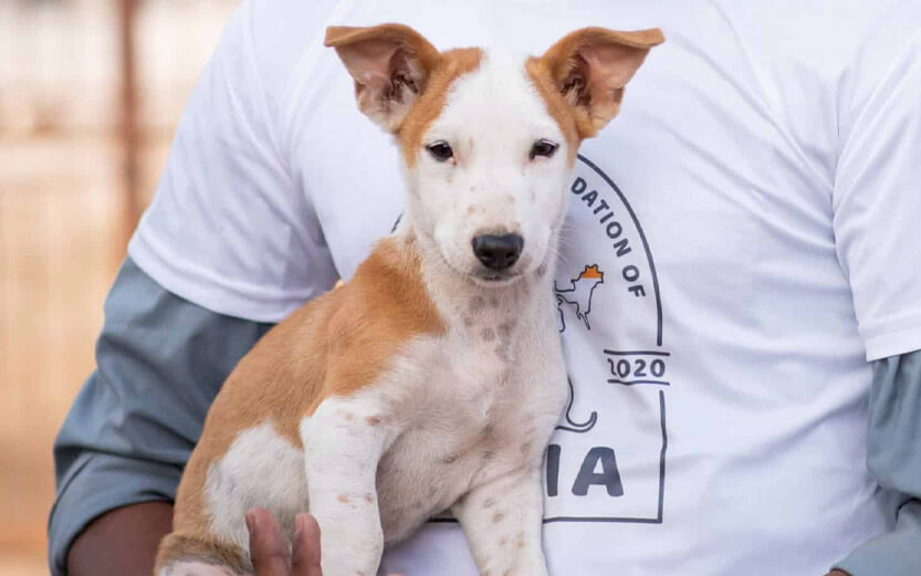 closeup of a cute brown and white dog held by a person wearing a SAFI tshirt