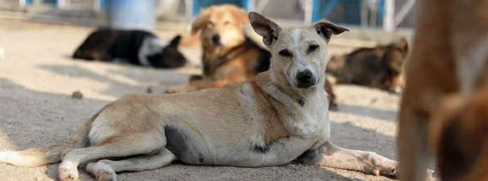 a rescued dog laying on the dirt looking at the camera with other dogs around