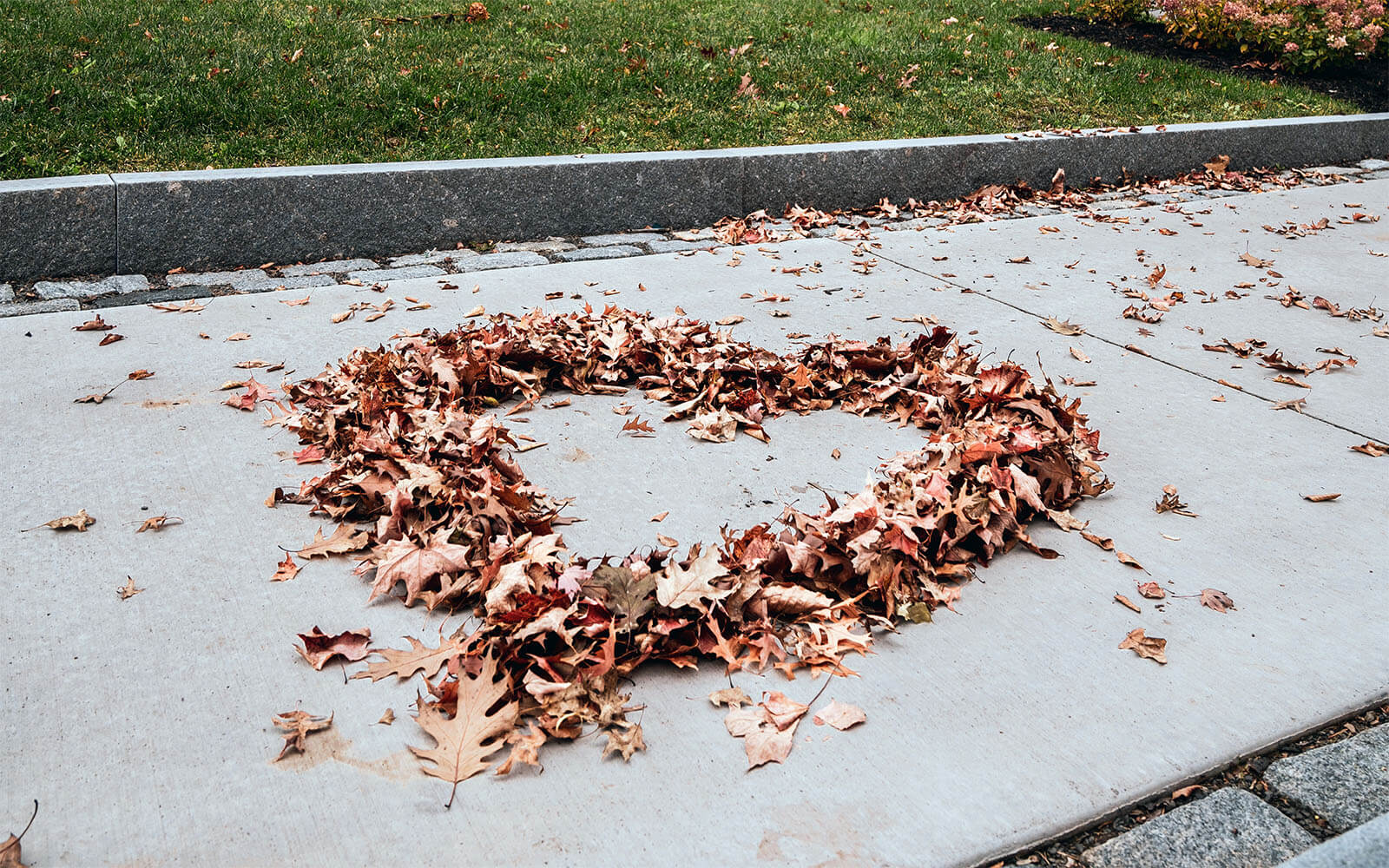 Autumn leaves arranged into the shape of a heart