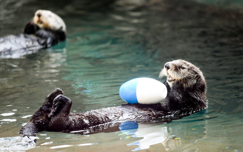 sea otter floating on its back with a toy on its chest