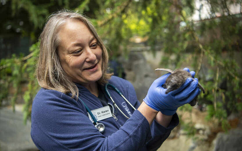 zoo healthcare working with baby penguin