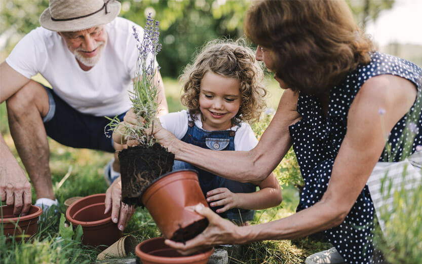 grandparents with their granddaughter planting lavender