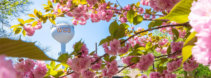 a peek at the WCU water tower through cherry blossom branches