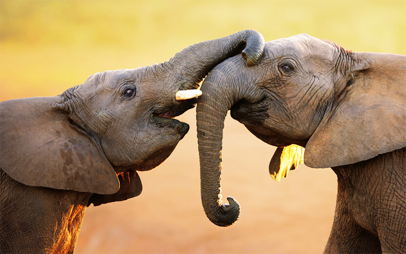 Elephants embracing
