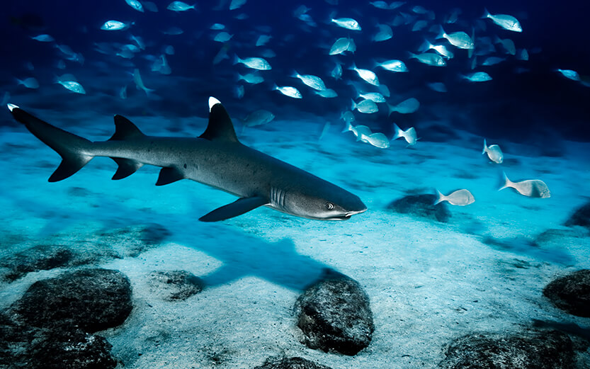 Whitetip reef shark underwater in the Galapagos Islands.