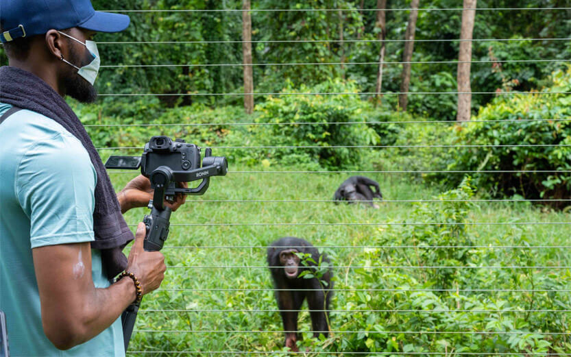man photographing protected chimps