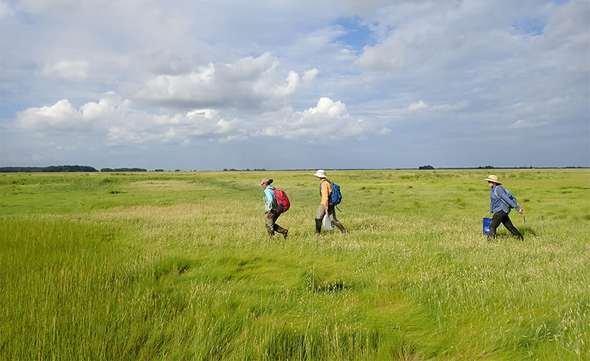 three people walking across a lush green field