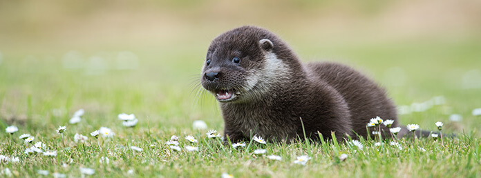 Otter in a field