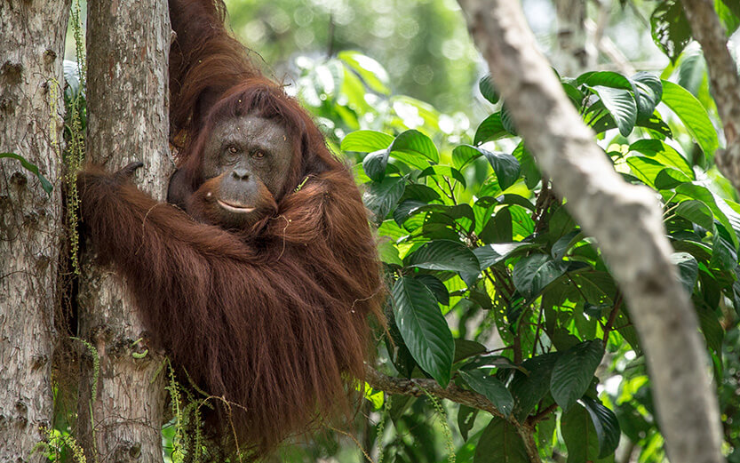 Orangutan hanging onto a tree