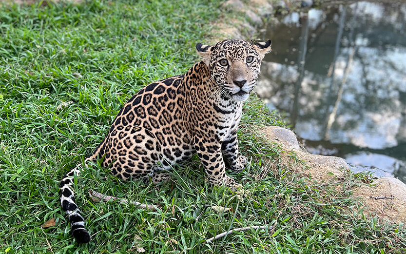 Young leopard near pond