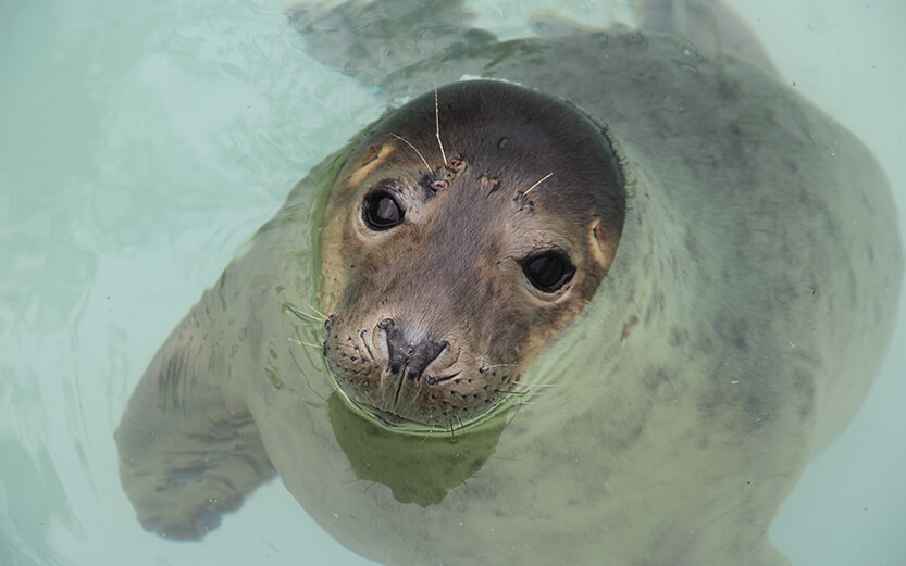 Harbor seal in the water