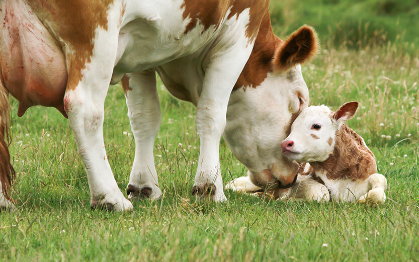 mother cow licks calf