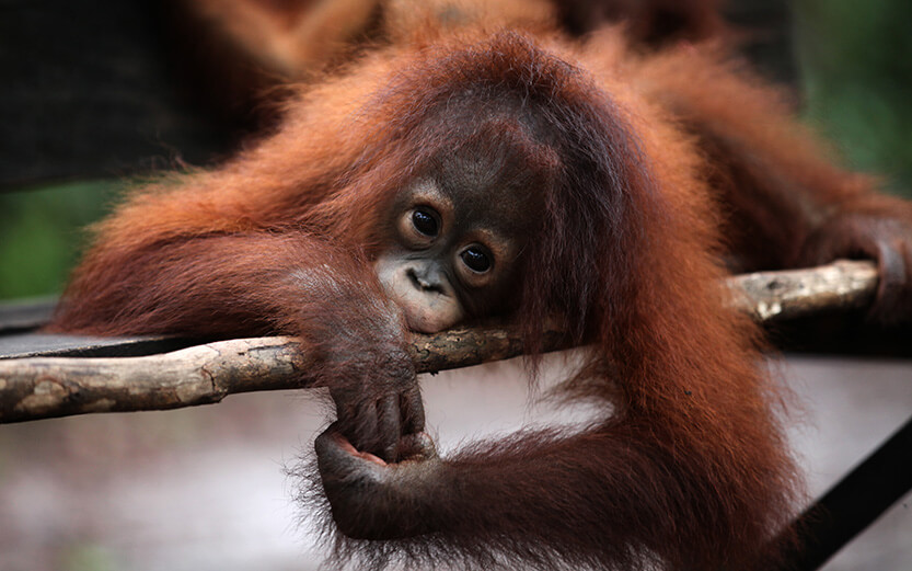 Baby orangutan on a branch