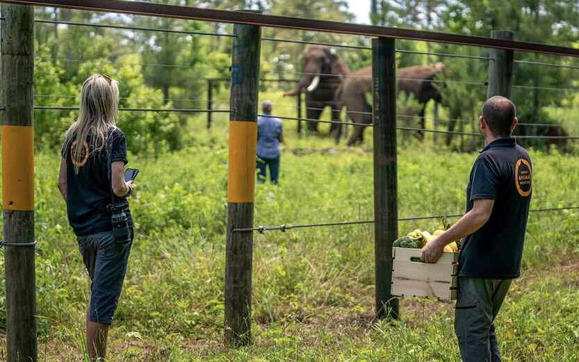 two World Animal Protection workers looking into an elephant enclosure