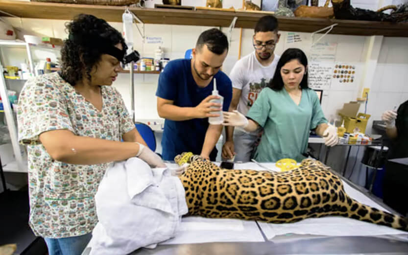 a veterinarian taking care of a leopard