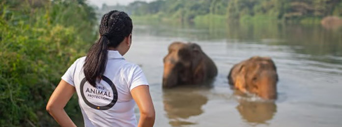 a woman wearing a World Animal Protection shirt looking at two elephants in the water