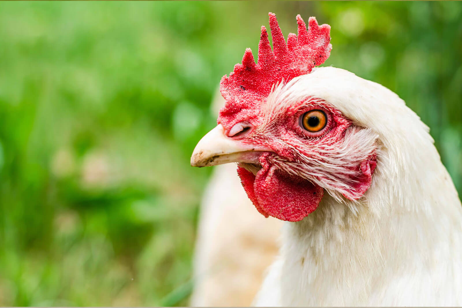 close up of a chicken's face