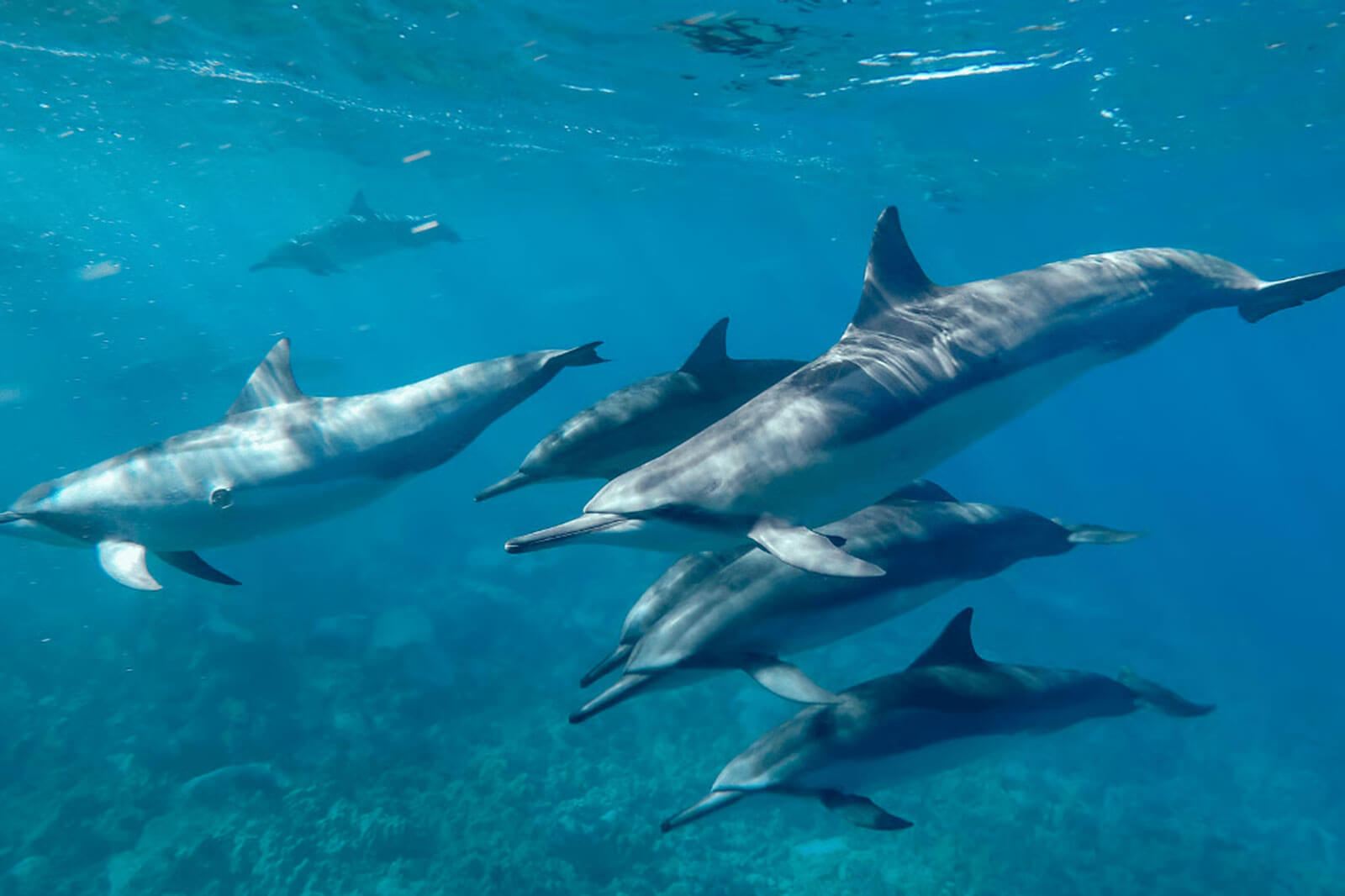 a pod of dolphins