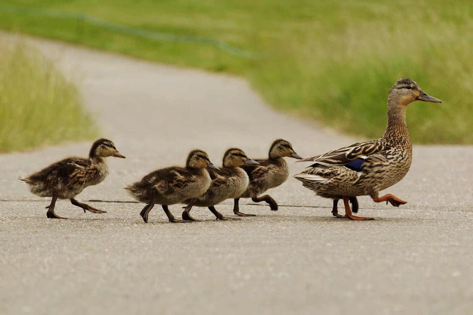 a mother and baby ducks walking on a path