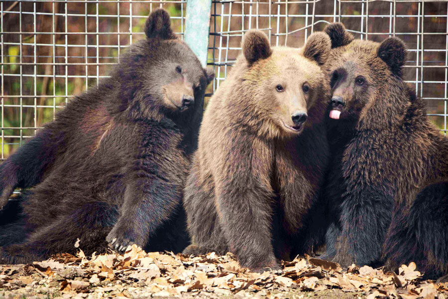 three brown bears