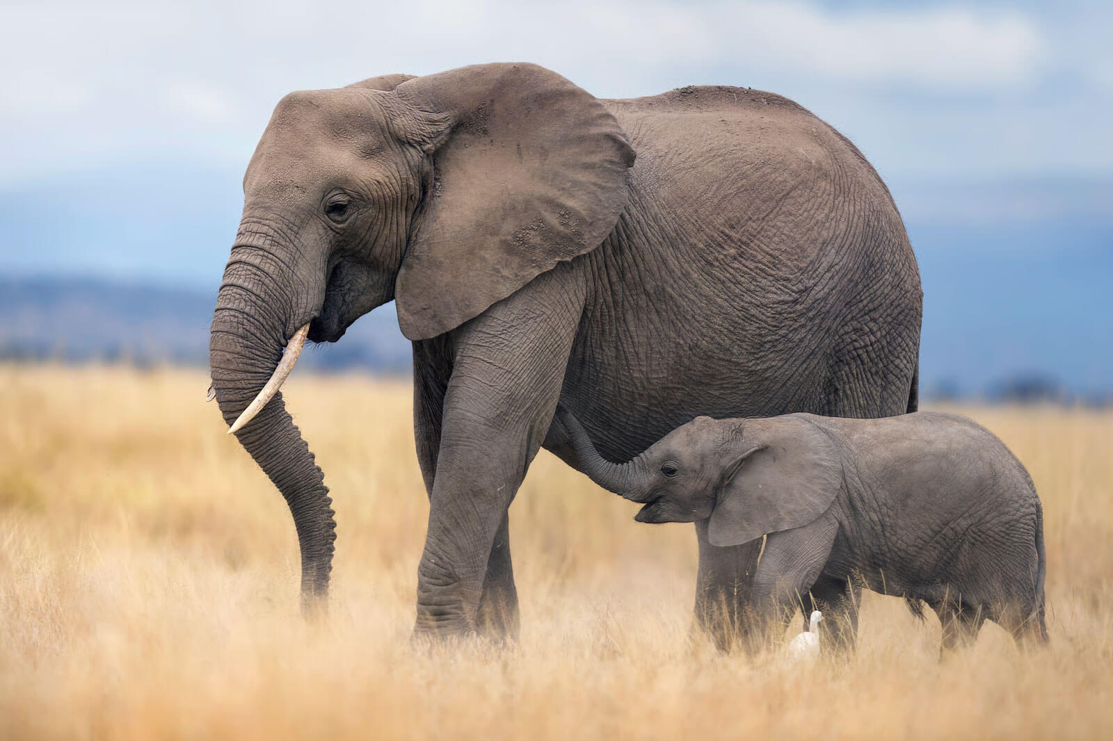 a mama and baby elephant in a field