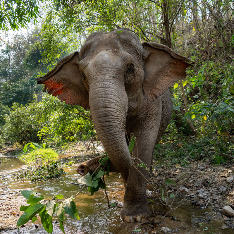 Elephant eating branches