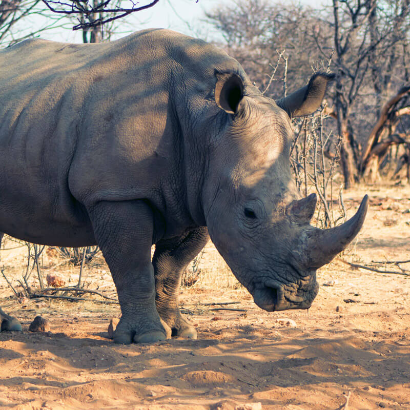 Rhino in Africa